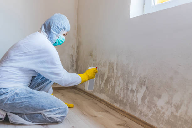 Licensed Mold Removal service in Berwyn, IL - WQB Mold Removal
